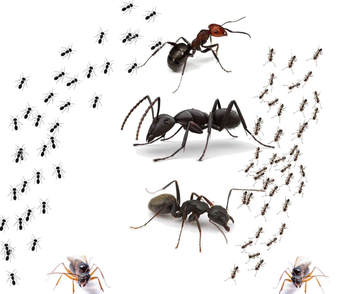 Ant Control