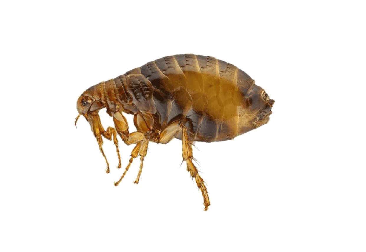 Flea Control