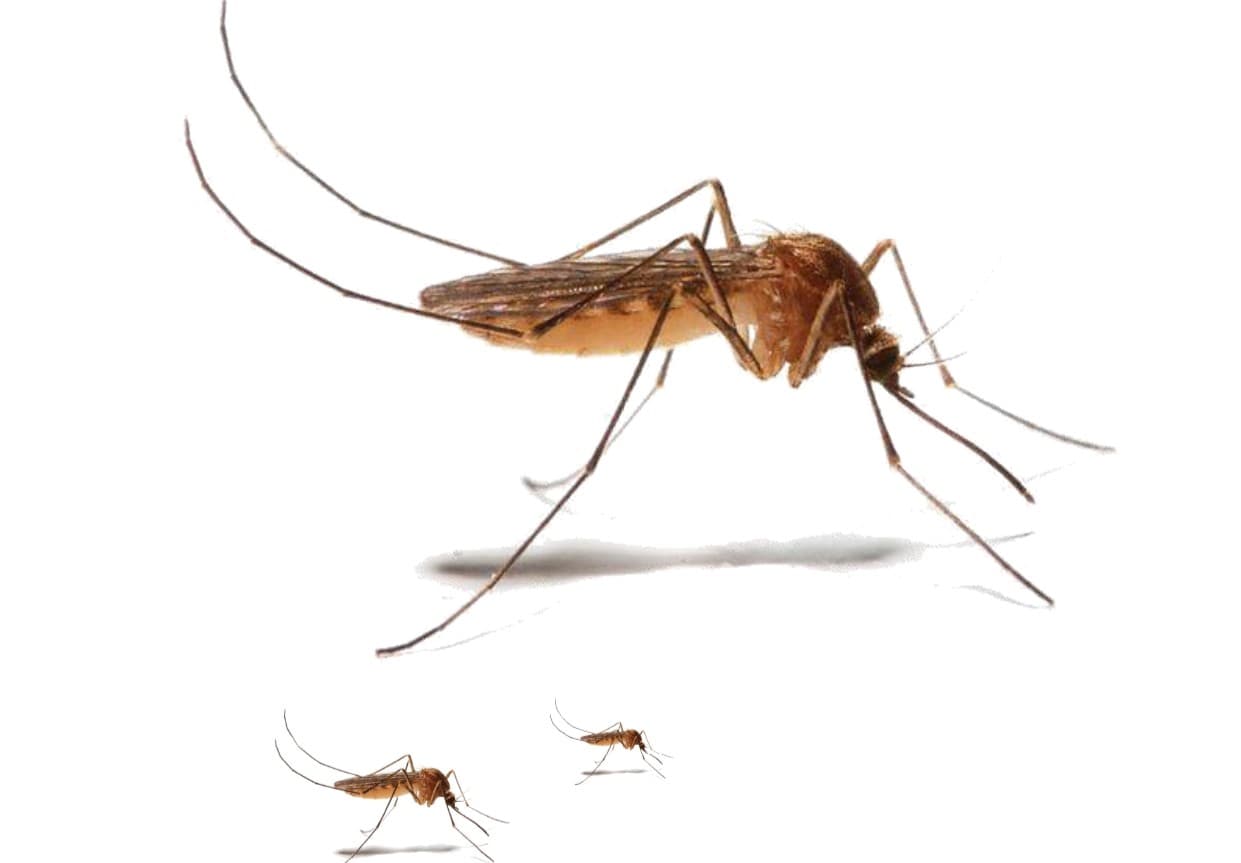 Mosquito Control