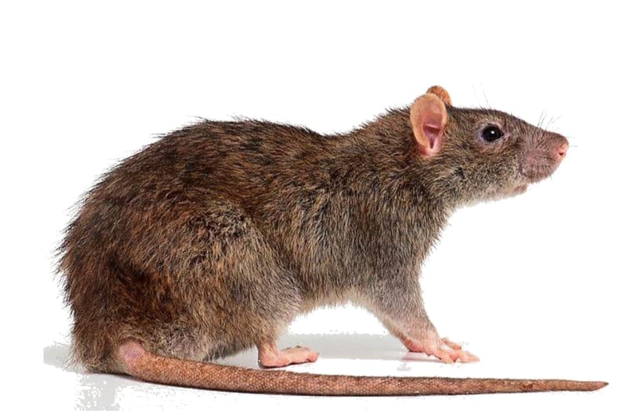 Rodent Exclusion & Proofing