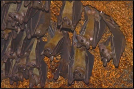 Bat Control & Exclusion